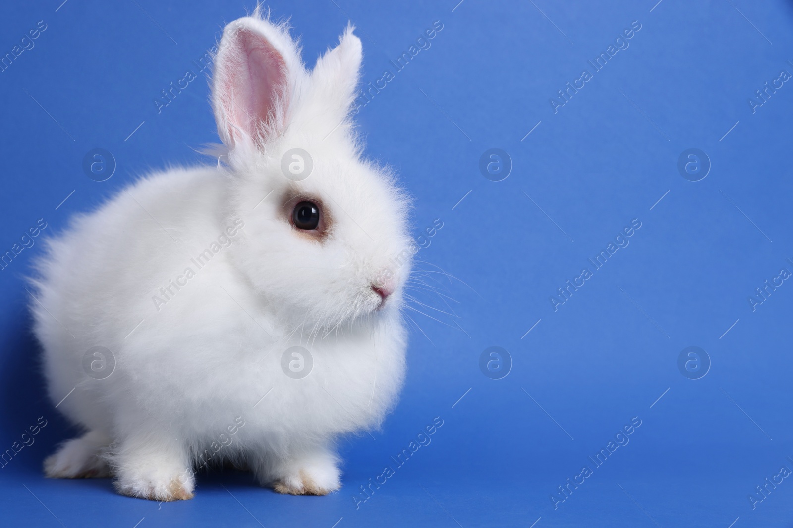 Photo of Fluffy white rabbit on blue background, space for text. Cute pet