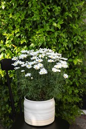 Photo of Beautiful blooming daisy plant in flowerpot on black chair outdoors