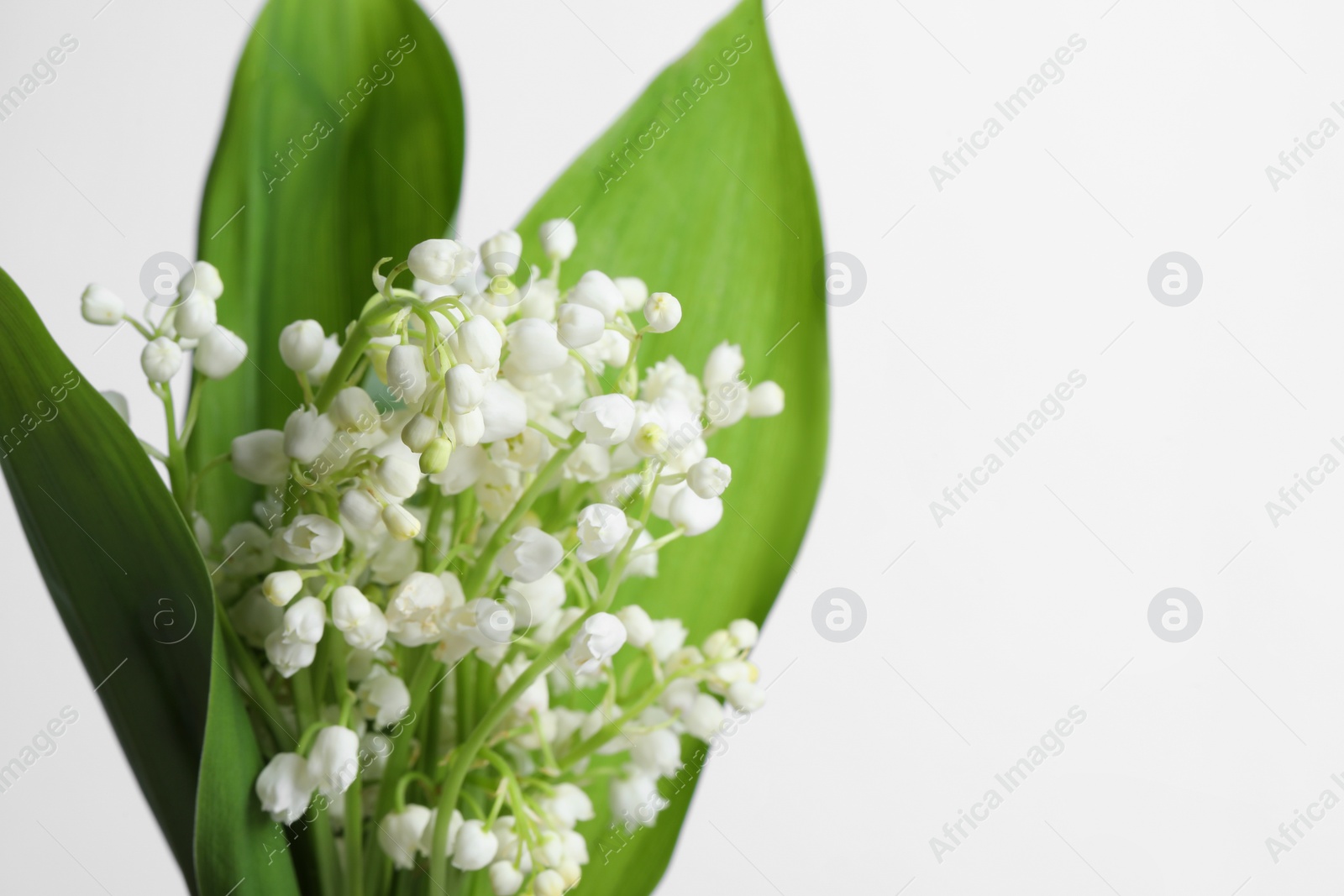 Photo of Beautiful lily of the valley flowers with leaves on light grey background, closeup. Space for text