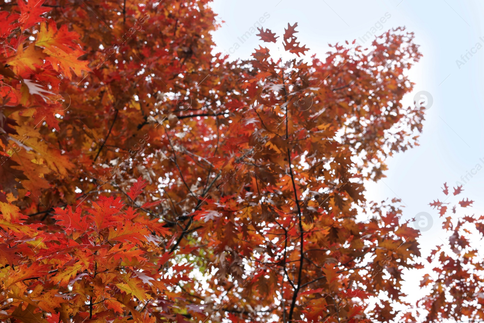 Photo of Beautiful tree with bright leaves in forest on sunny day. Autumn season