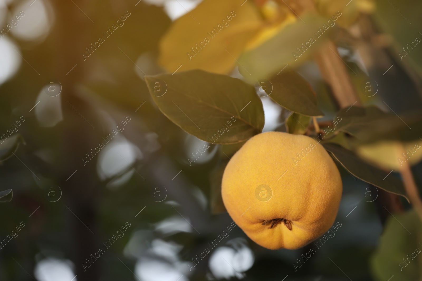 Photo of Quince tree branch with fruit outdoors, closeup. Space for text