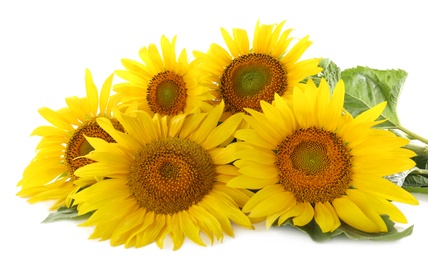 Photo of Beautiful bright blooming sunflowers on white background