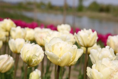 Photo of Beautiful tulip flowers growing in field, closeup