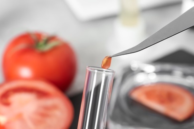 Photo of Scientist inspecting tomato in laboratory, closeup. Food quality control