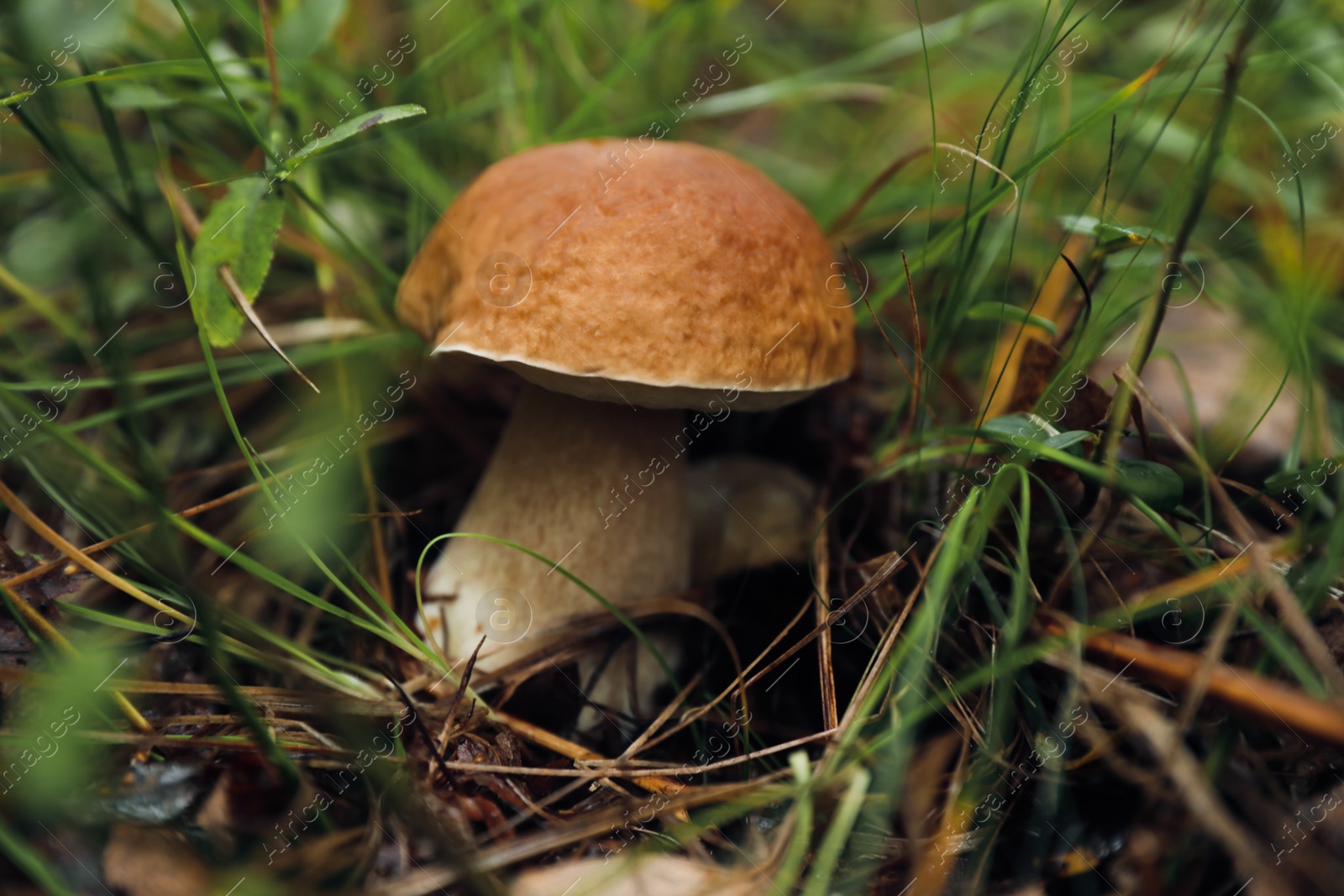 Photo of Fresh wild mushroom growing in forest, closeup