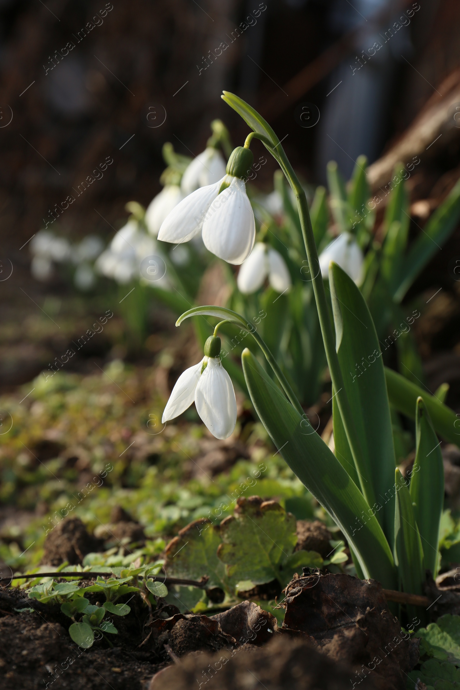 Photo of Beautiful white blooming snowdrops growing outdoors, space for text