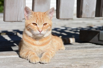 Photo of Lonely stray cat outdoors on sunny day, space for text. Homeless pet
