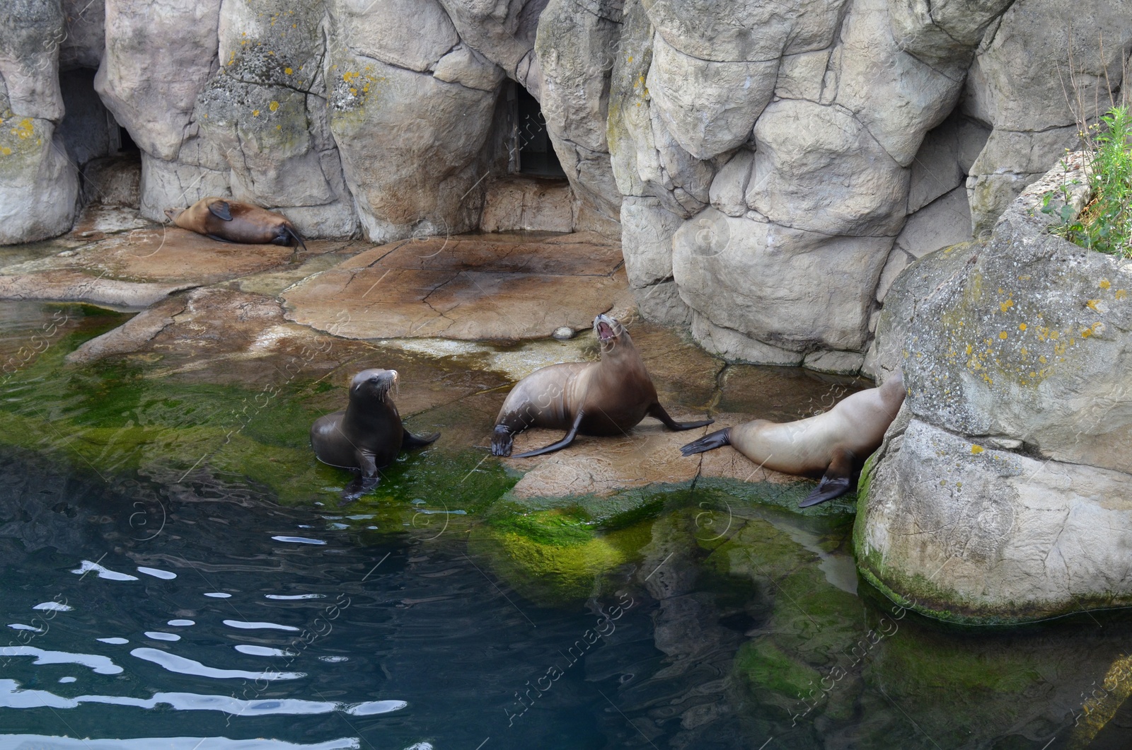 Photo of Sea lions resting near pond in zoo