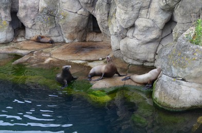 Sea lions resting near pond in zoo