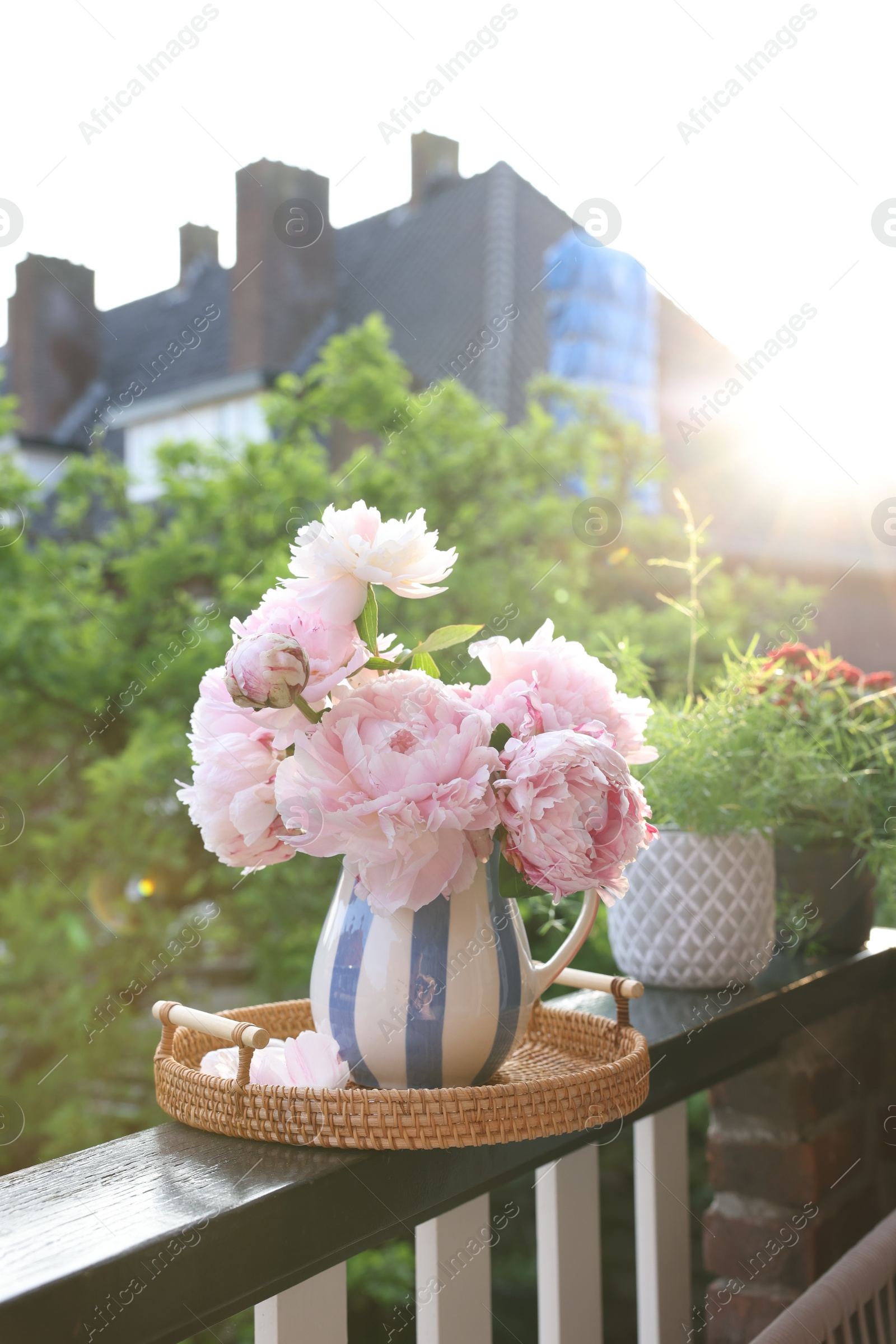 Photo of Balcony garden. Different plants on railings outdoors on sunny day