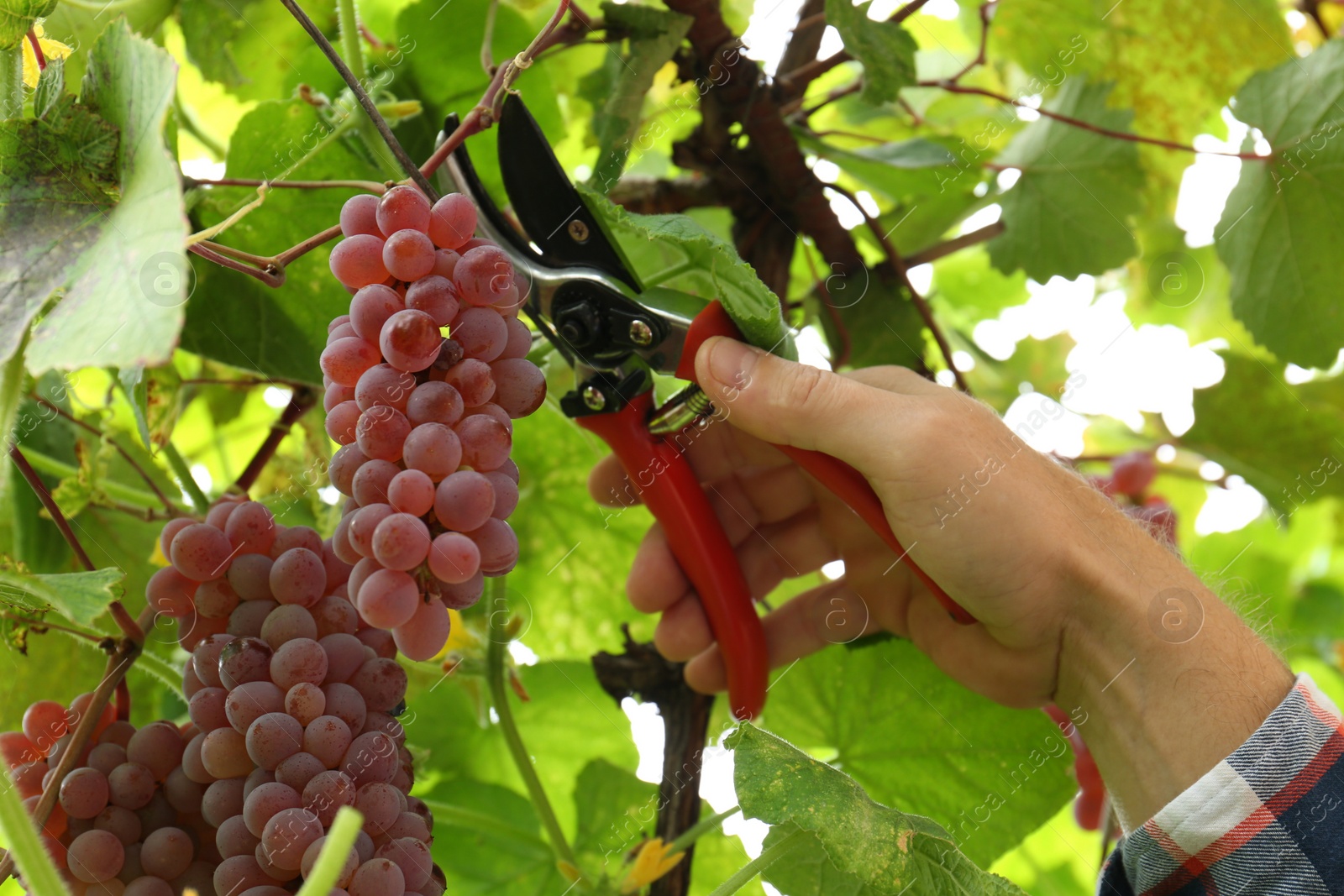 Photo of Farmer with secateurs picking ripe red grapes in garden, closeup