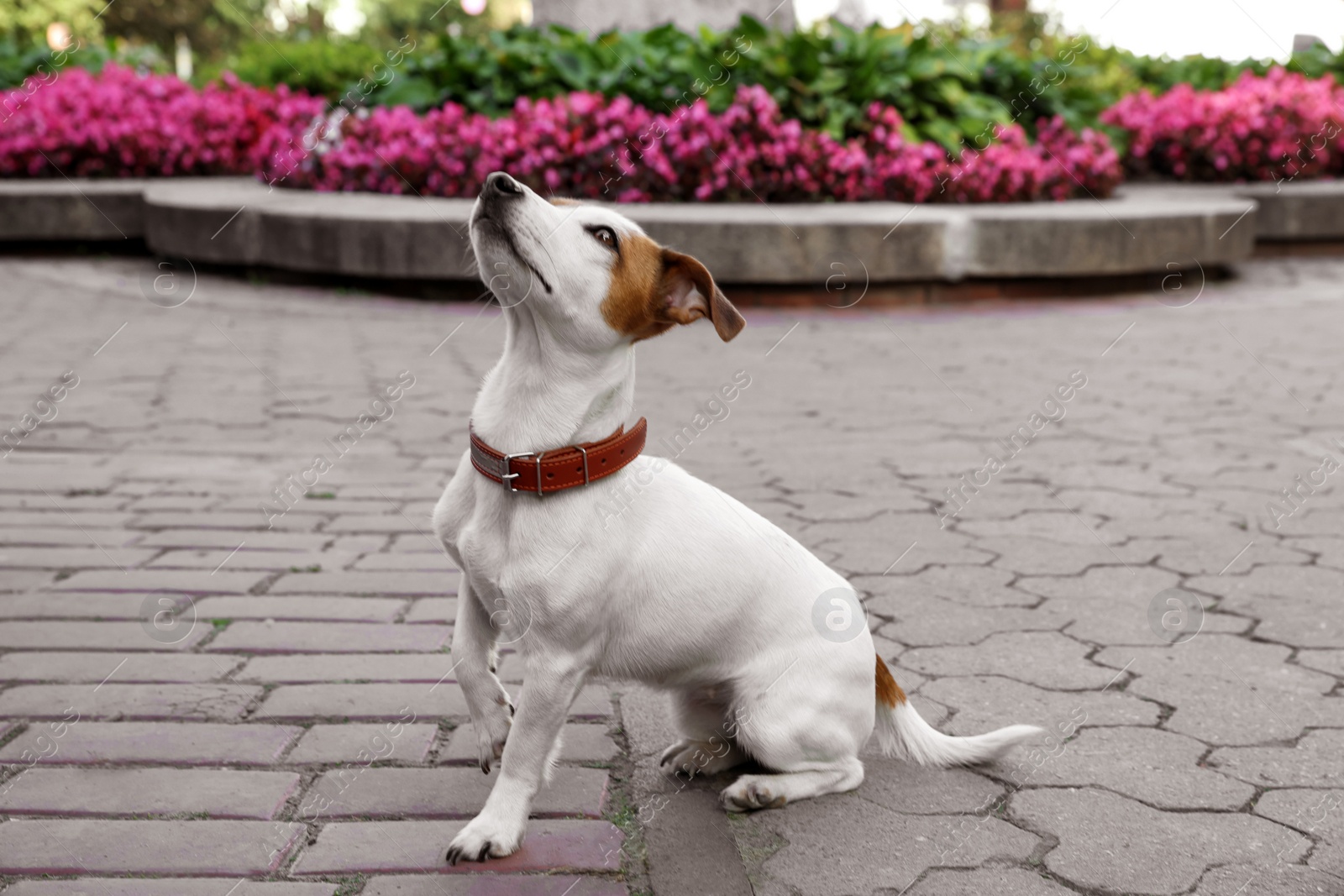 Photo of Beautiful Jack Russell Terrier in brown leather dog collar on city street