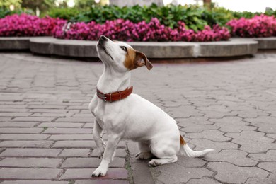 Beautiful Jack Russell Terrier in brown leather dog collar on city street