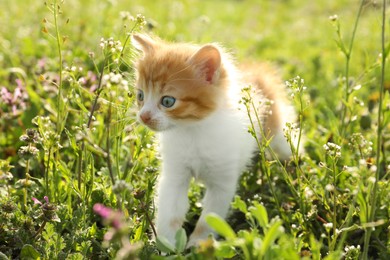 Cute red and white kitten on green grass outdoors. Baby animal