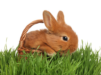 Adorable fluffy bunny in wicker basket on green grass against white background. Easter symbol