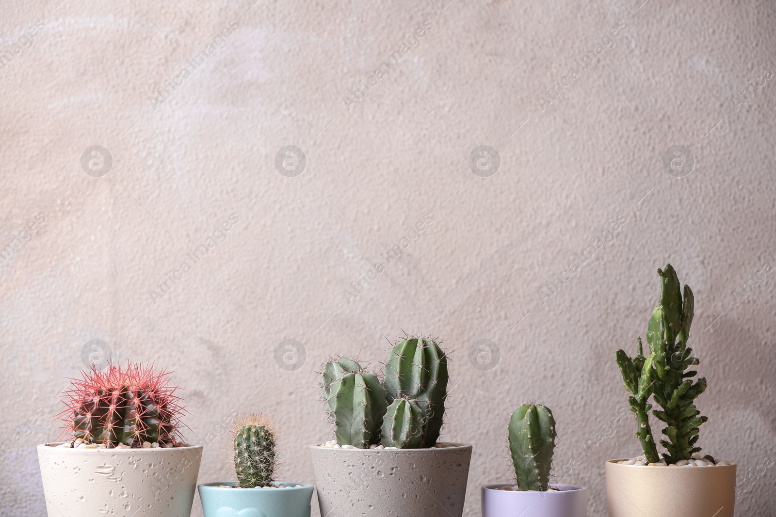 Photo of Beautiful cactuses in pots on light background