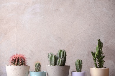 Photo of Beautiful cactuses in pots on light background