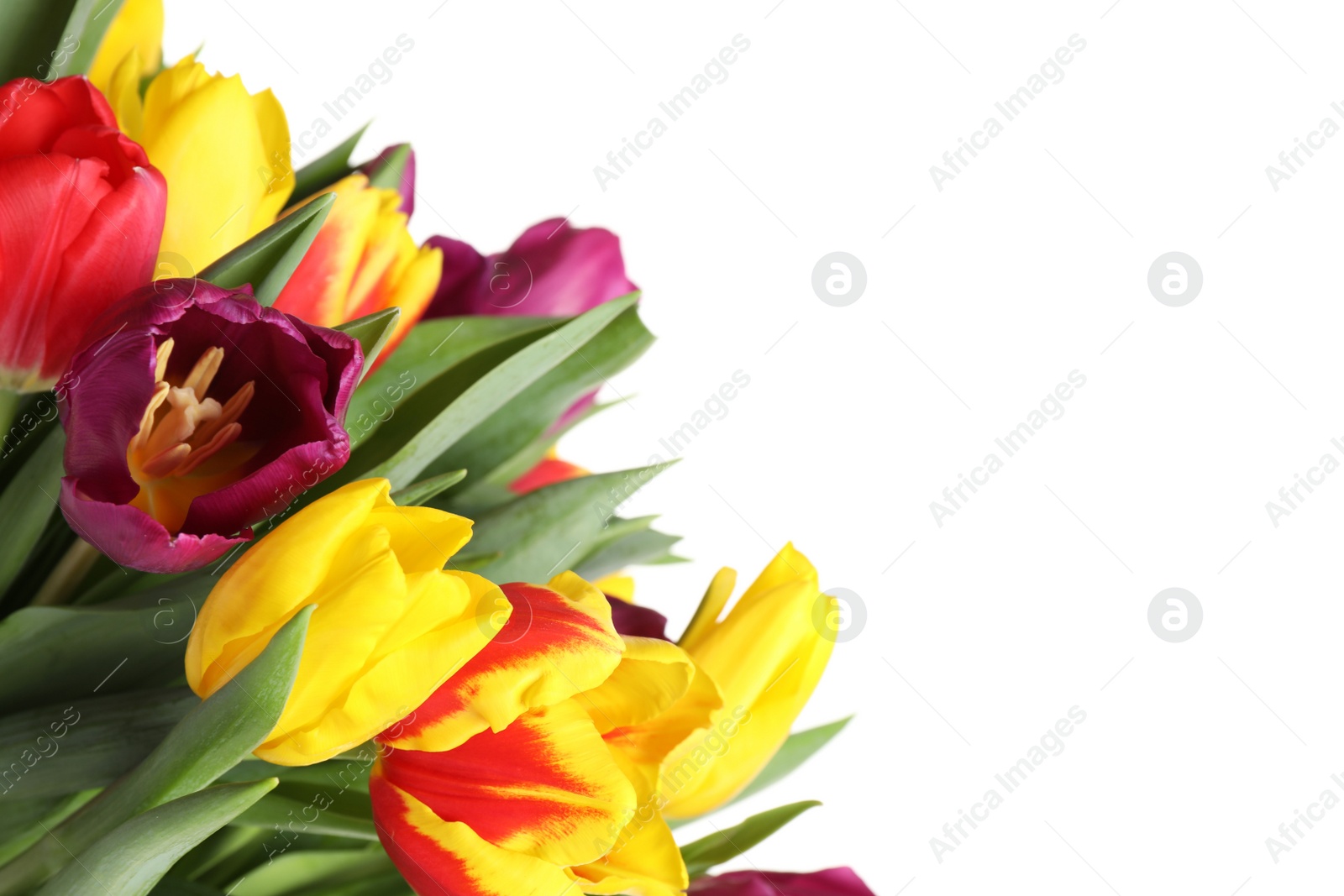 Photo of Beautiful bright spring tulips on white background