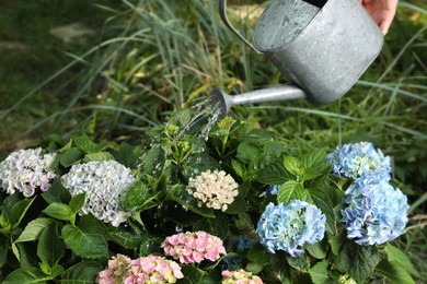 Photo of Woman watering beautiful blooming hortensia plants in garden, closeup