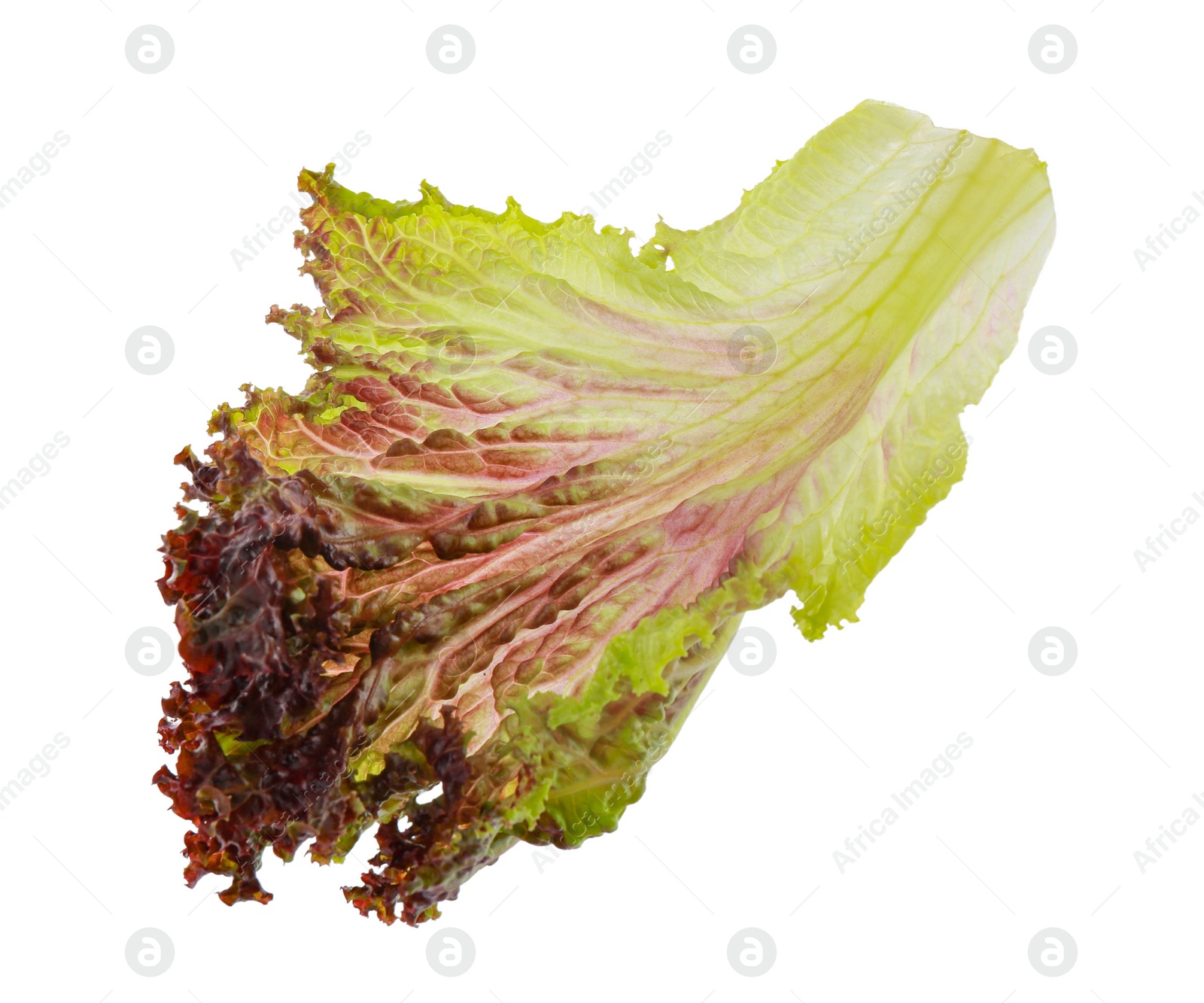 Photo of Leaf of fresh red coral lettuce isolated on white