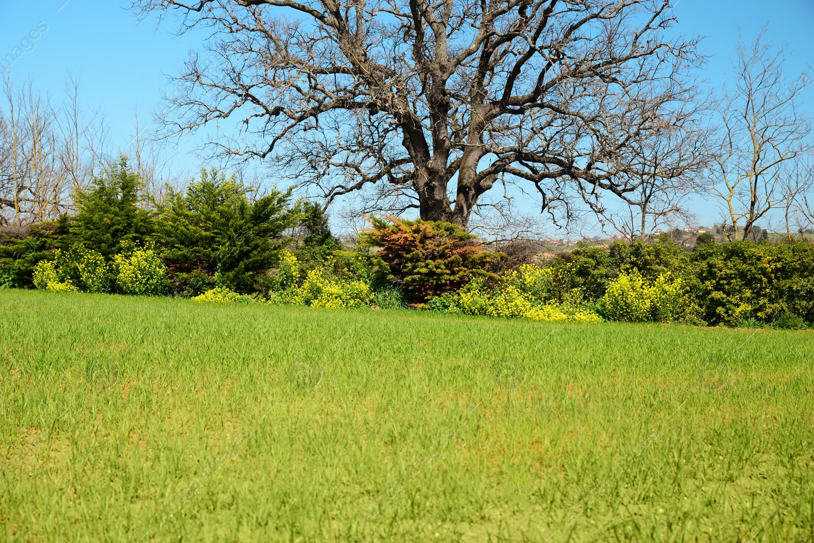 Photo of Beautiful view of green meadow, bushes and trees on sunny day