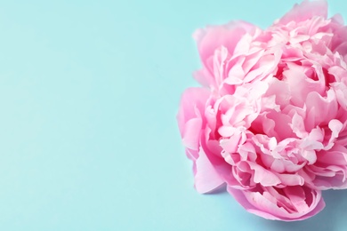 Photo of Beautiful fragrant peony flower on color  background