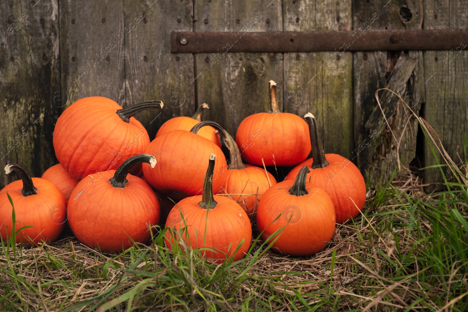 Photo of Many ripe orange pumpkins on grass near wooden fence outdoors