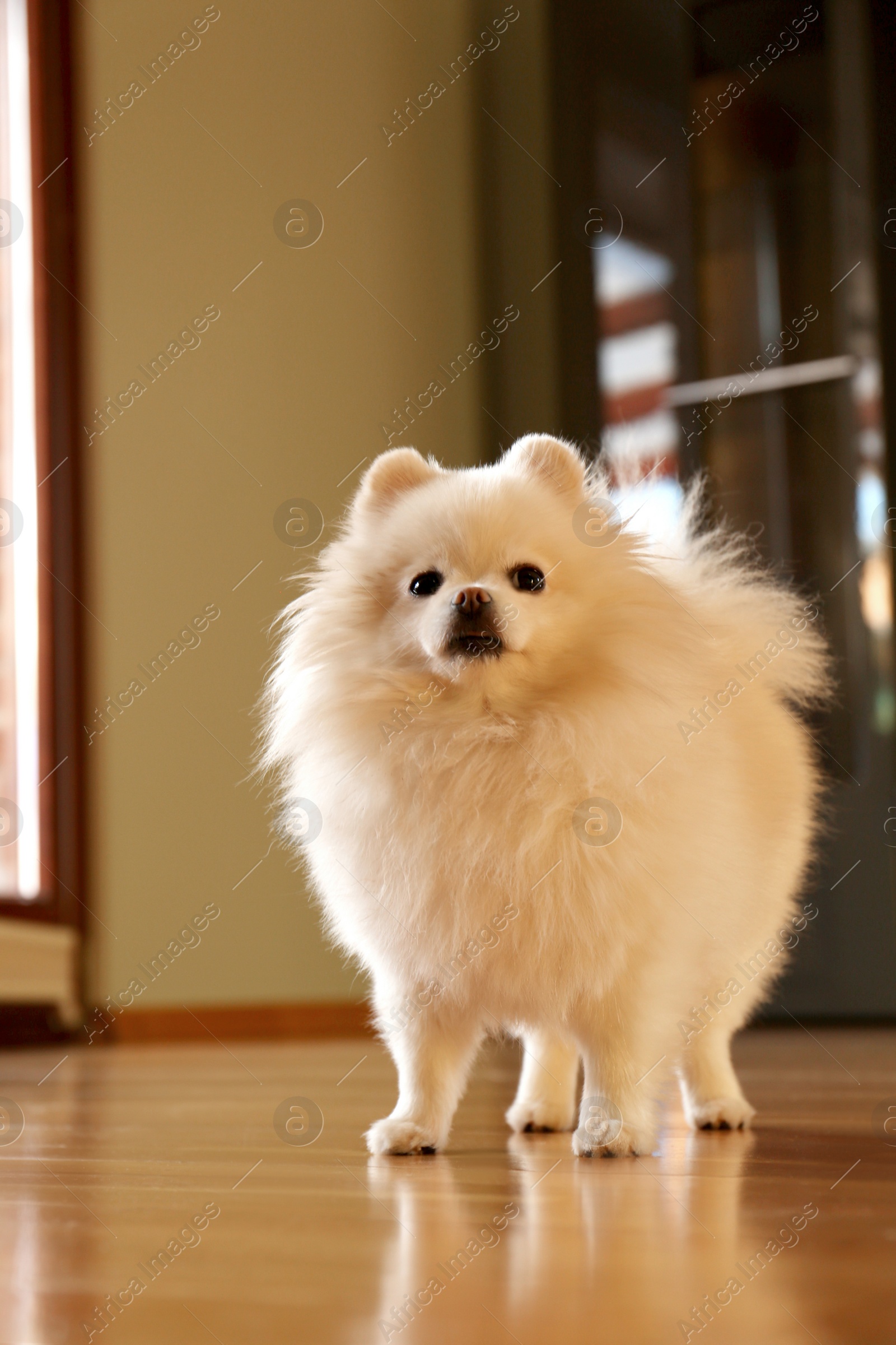 Photo of Cute fluffy Pomeranian dog at home. Lovely pet