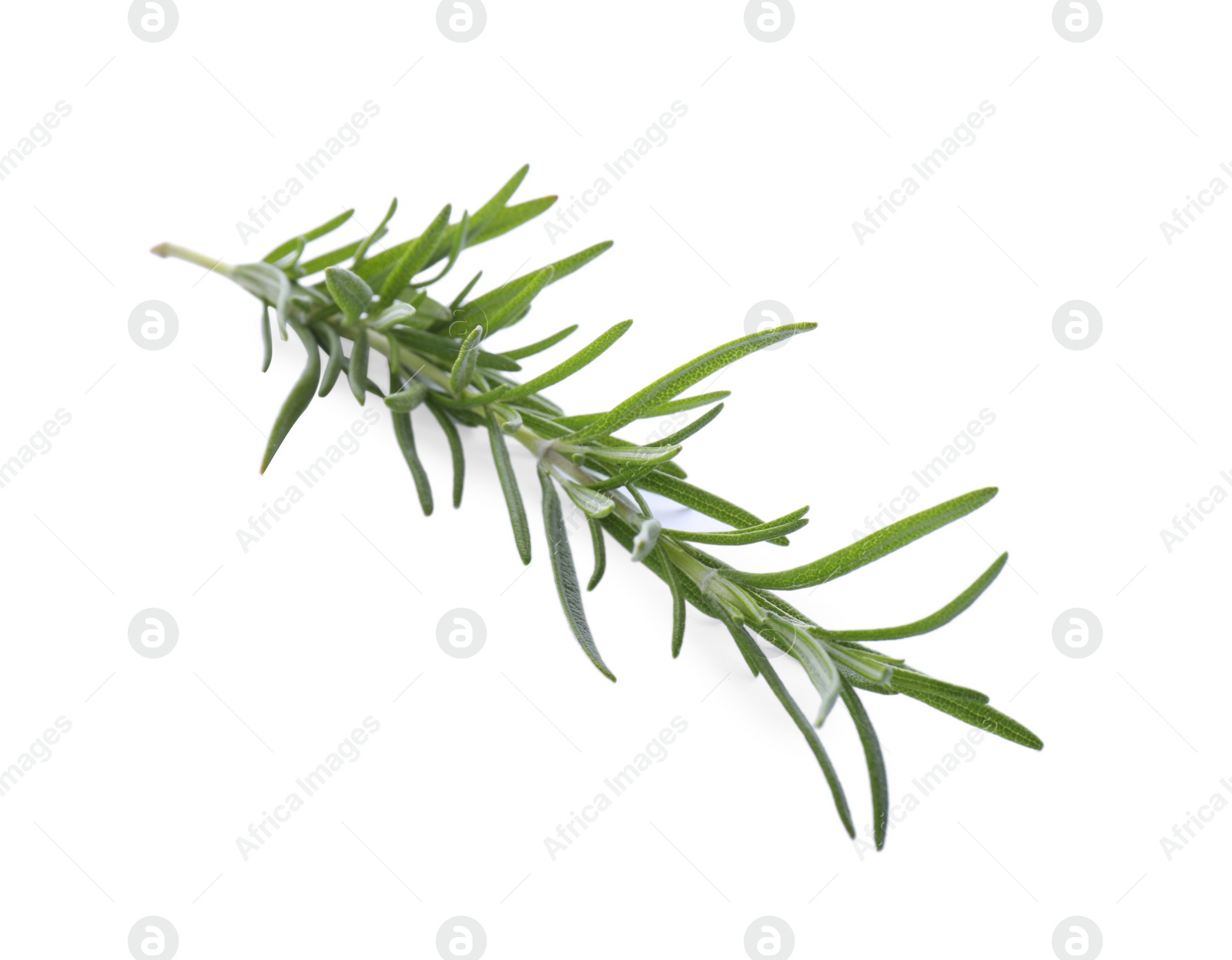 Photo of Fresh green rosemary isolated on white. Aromatic herb