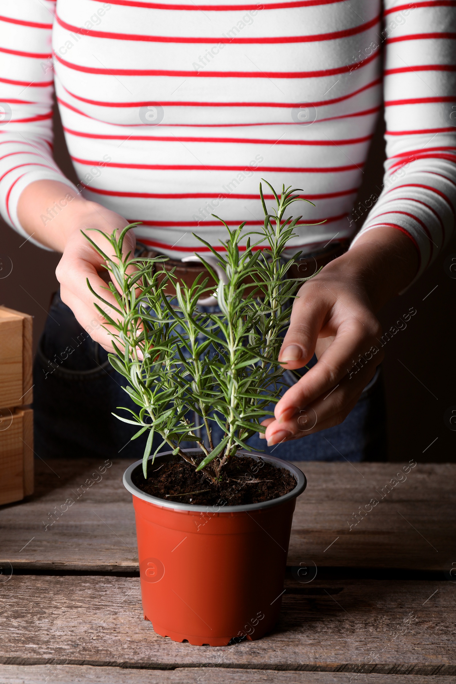 Photo of Woman taking care of potted rosemary plant at wooden table, closeup