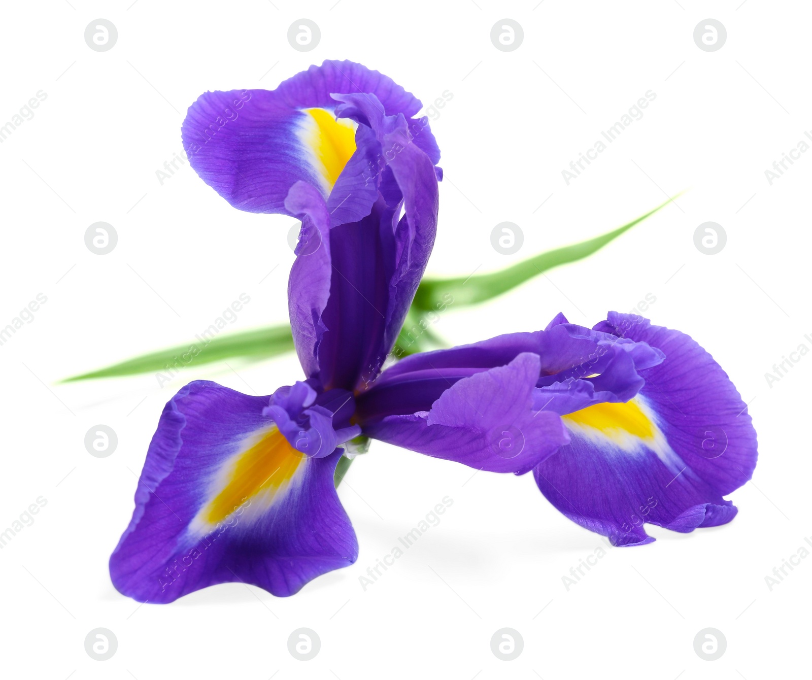 Photo of Beautiful violet iris flower isolated on white