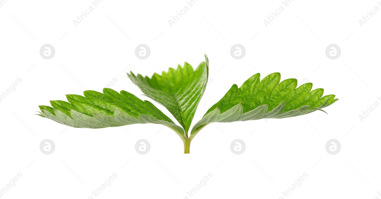 Photo of Green wild strawberry leaf isolated on white