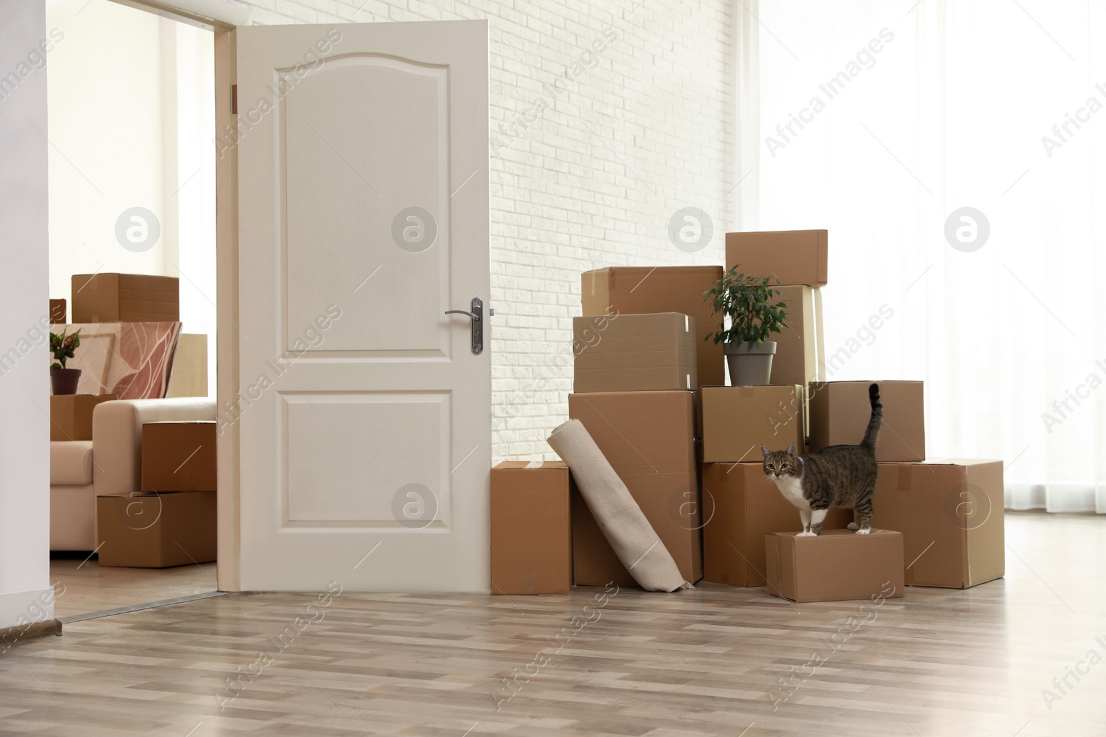 Photo of Cardboard boxes and cat in room on moving day