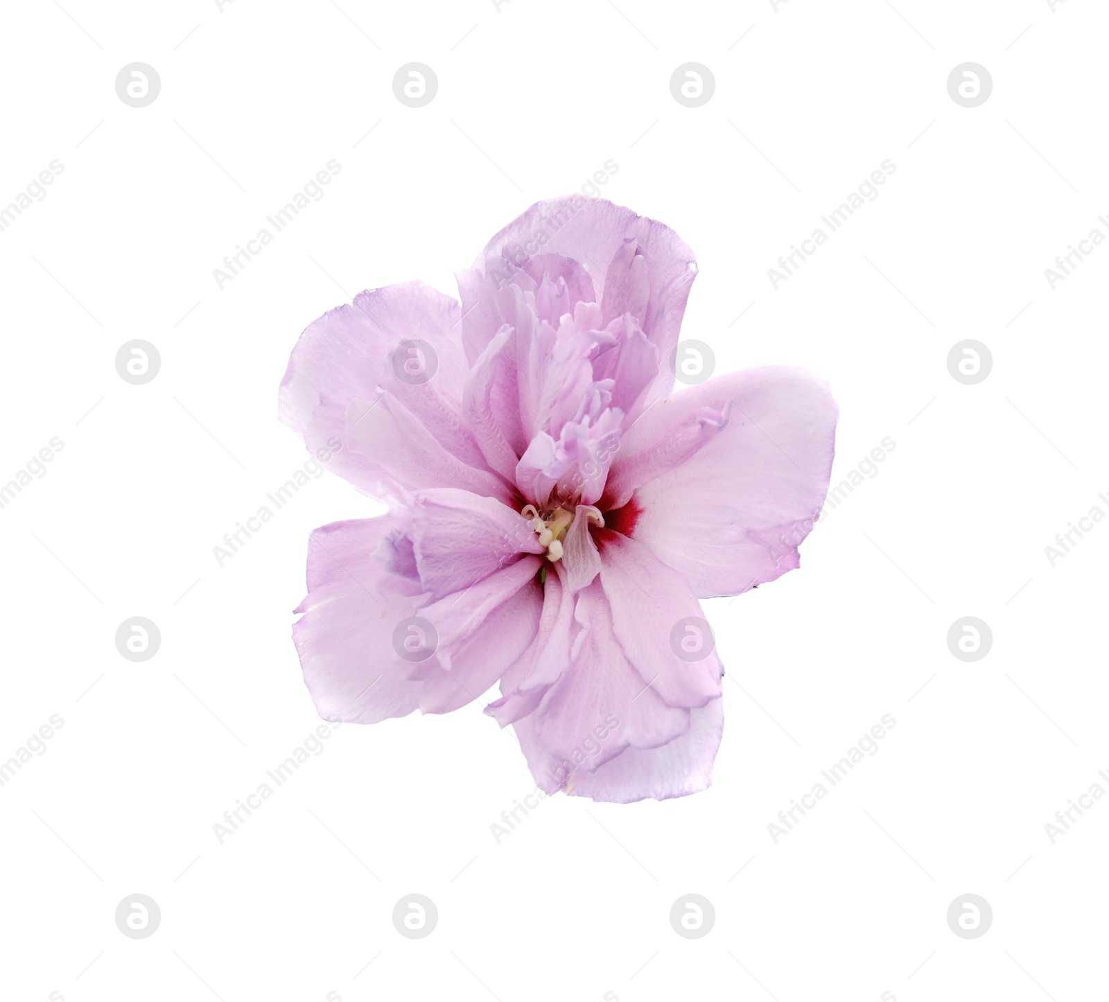 Photo of Beautiful hibiscus flower on white background