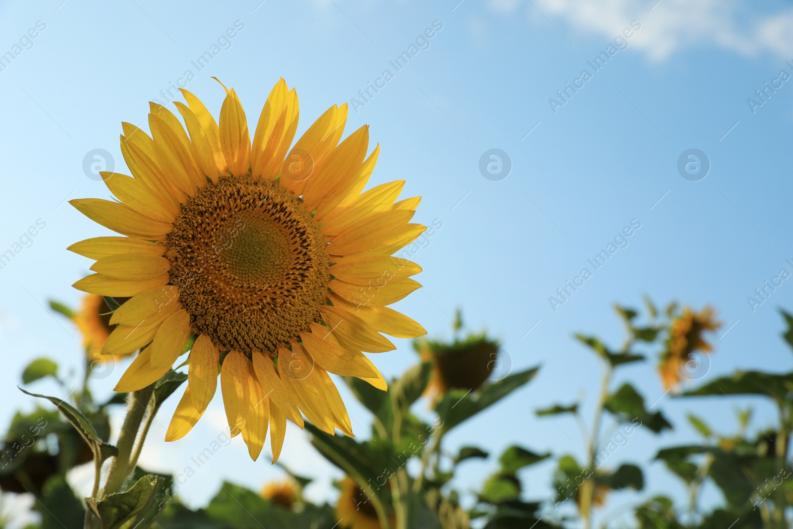 Photo of Beautiful blooming sunflower in field on summer day