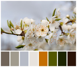 Image of Branch of beautiful blossoming plum tree and color palette. Collage