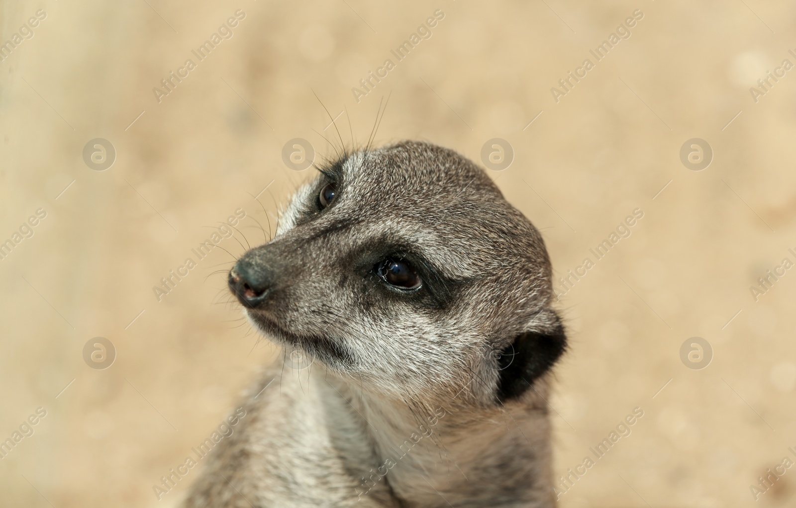 Photo of Closeup view of cute meerkat at zoo