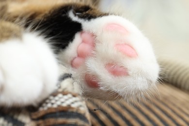 Photo of Beautiful cat with fluffy paws on blurred background, macro view. Cute pet