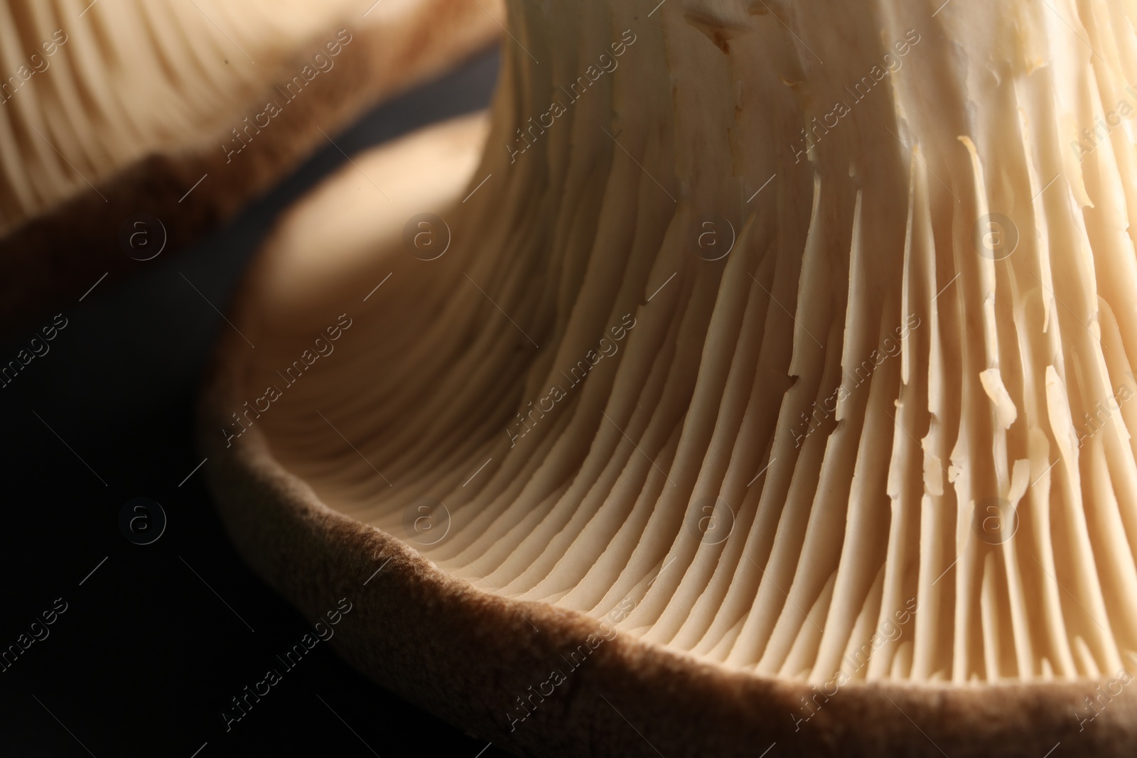 Photo of Fresh oyster mushrooms on black background, macro view