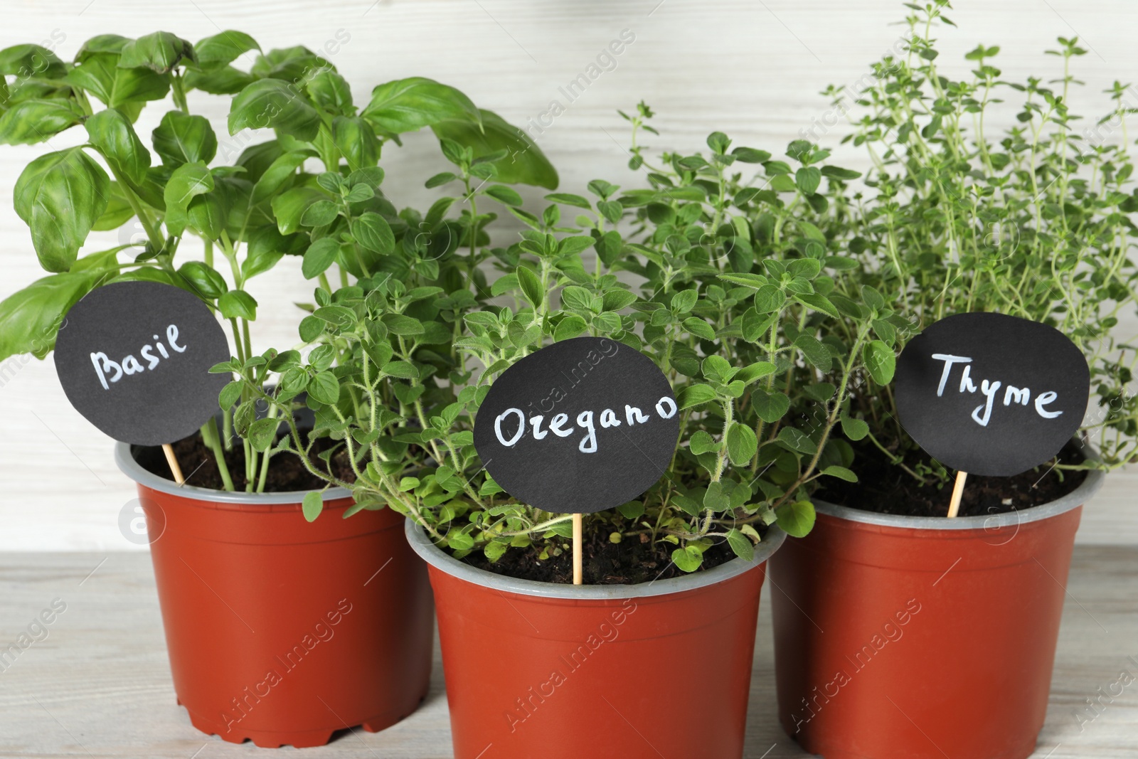 Photo of Different aromatic potted herbs on light wooden table, closeup