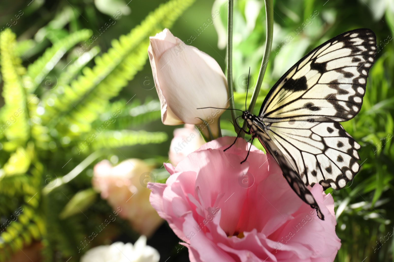 Photo of Beautiful rice paper butterfly on pink flower in garden