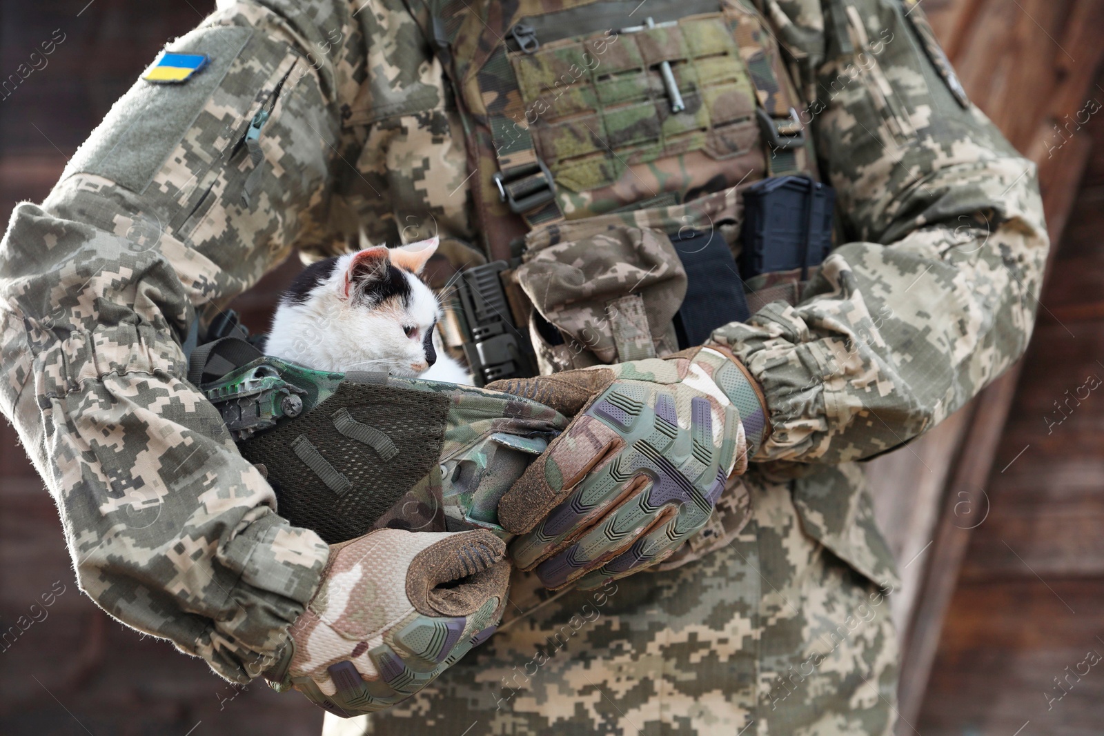 Photo of Ukrainian soldier rescuing animal. Little stray cat sitting in helmet outdoors, closeup