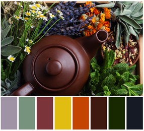 Image of Top view of teapot surrounded by different herbs and color palette. Collage
