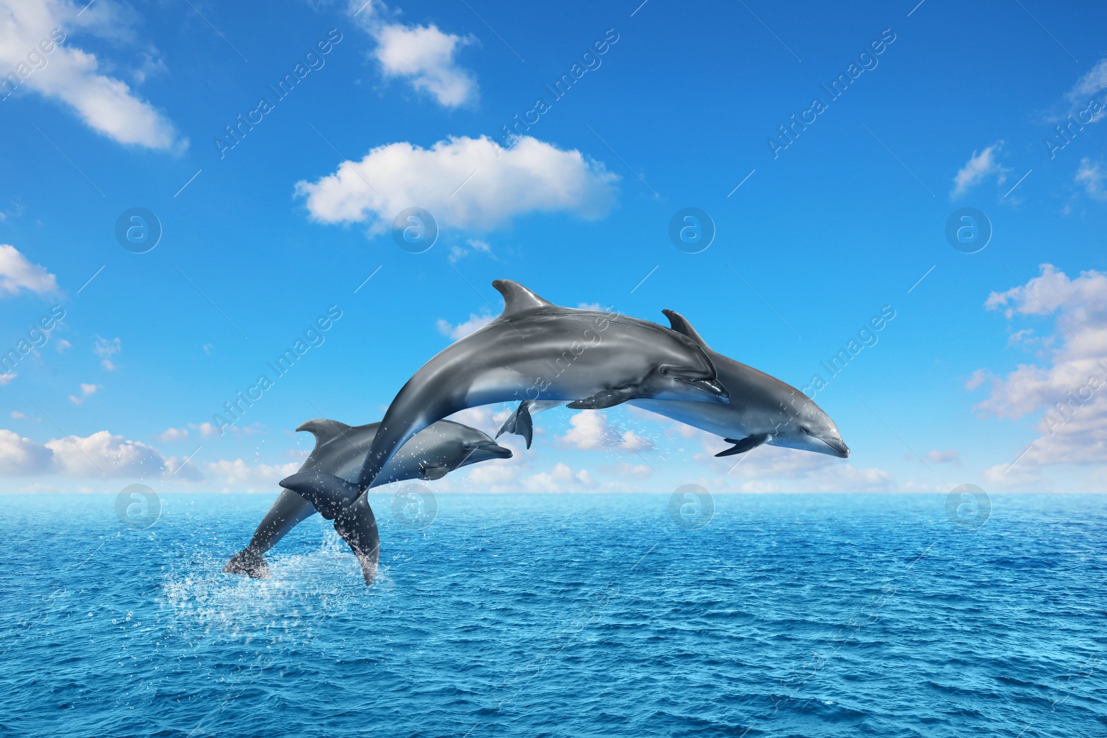 Image of Beautiful bottlenose dolphins jumping out of sea with clear blue water on sunny day 