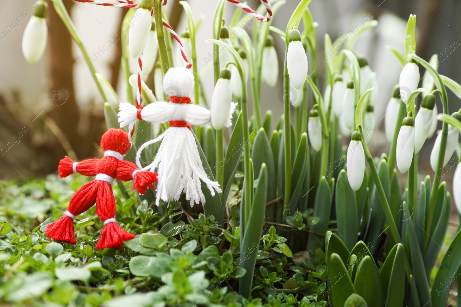 Photo of Traditional martisor and beautiful snowdrops outdoors. Symbol of first spring day