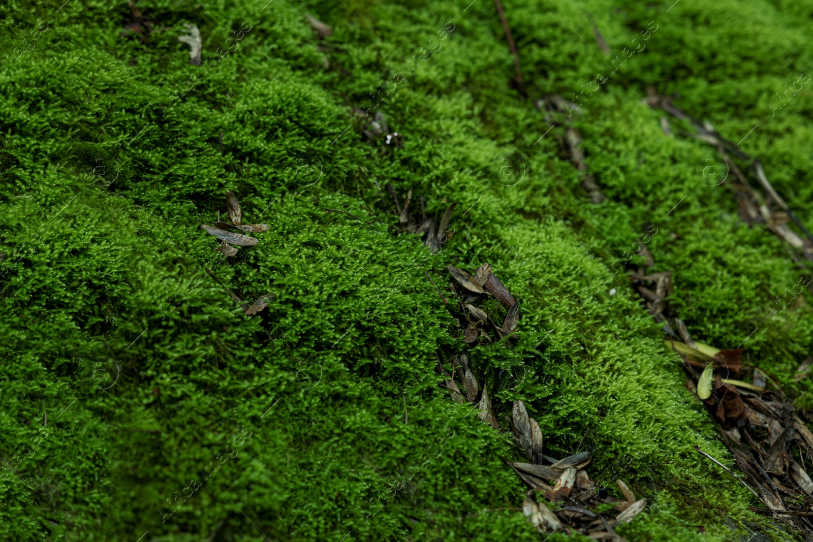 Photo of Stone wall overgrown with green moss outdoors, closeup