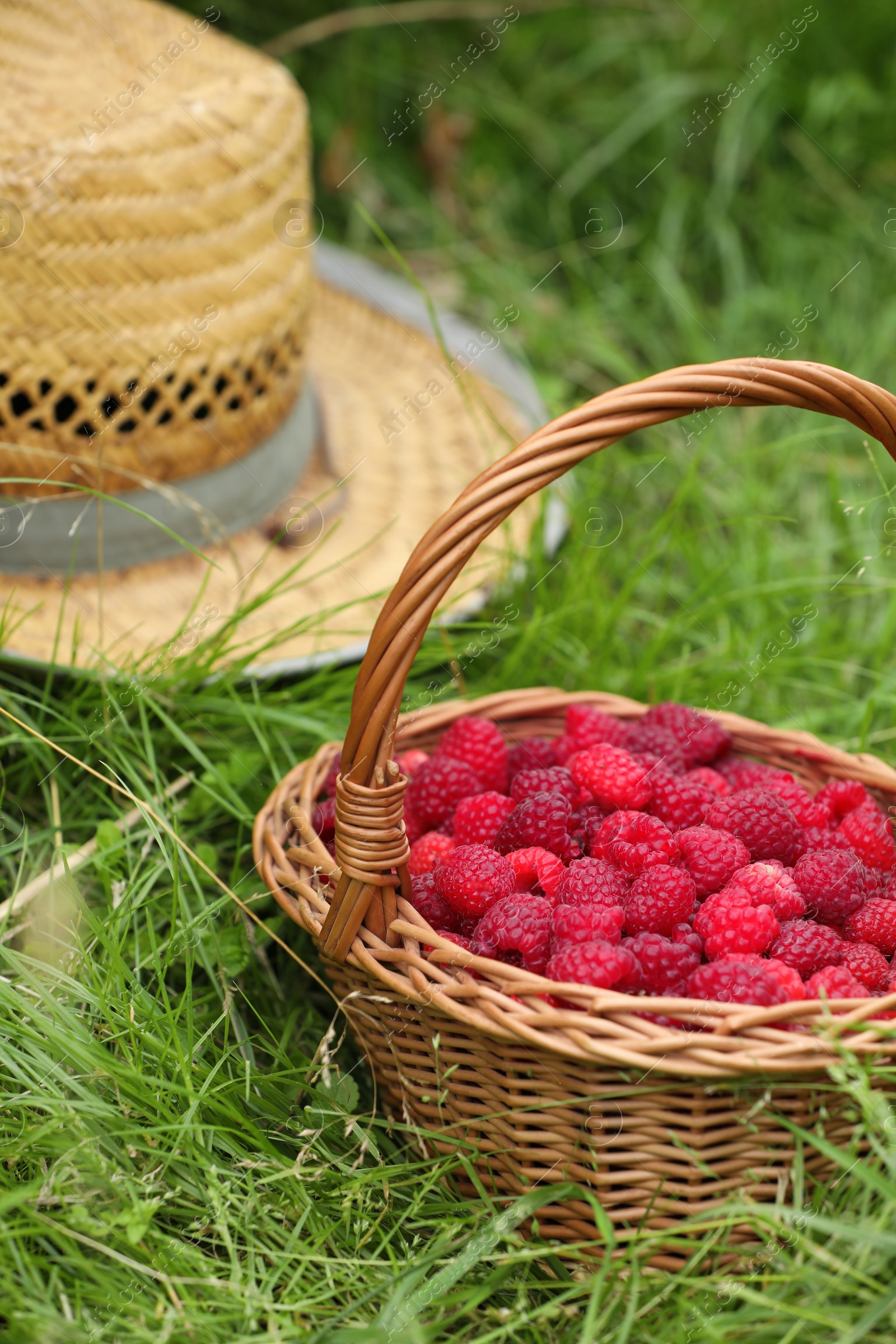 Photo of Wicker basket with ripe raspberries and straw hat on green grass outdoors