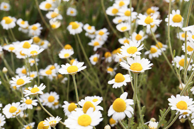 Photo of Beautiful chamomile flowers growing in field, closeup