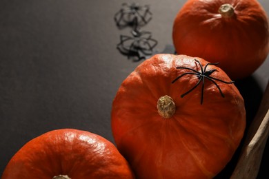 Photo of Halloween composition with pumpkins and decorative spiders on black background, space for text