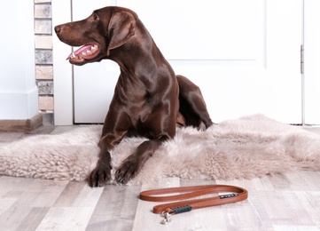 Photo of German Shorthaired Pointer dog lying and leash on floor near door